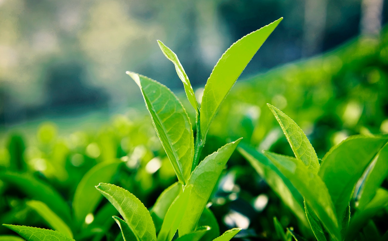 Green Tea Extract 98 Tea Polyphenols Supplier plant extract