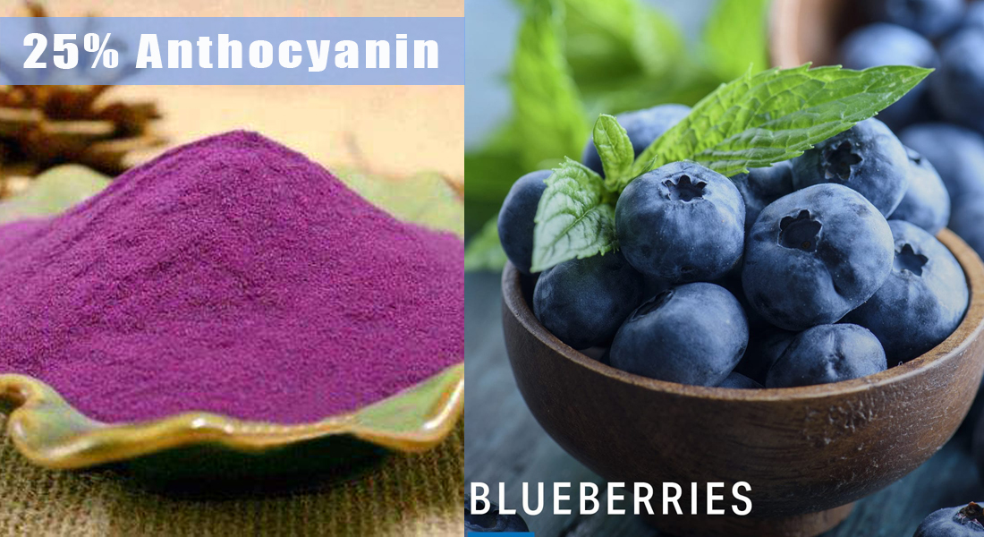 Bilberry 25 Anthocyanin Supplier plant extract chlorogenic acid